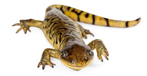 Salamanders As Pets