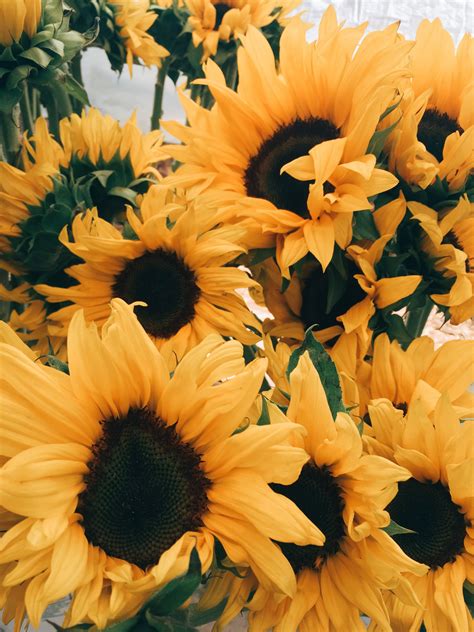 Photo Creds ʙᴀʏʟᴇᴇ ʙɪᴛᴛᴇʀ ˢᵁᴺᶠᴸᴼᵂᴱᴿˢ In 2019 Yellow Sunflower