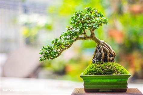 Top 4 Loại Cây Bonsai đẹp được ưa Chuộng Nhất Tại Việt Nam Gốm Sân Vườn