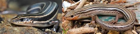 2 Types Of Lizards Found In Minnesota Id Guide Bird Watching Hq