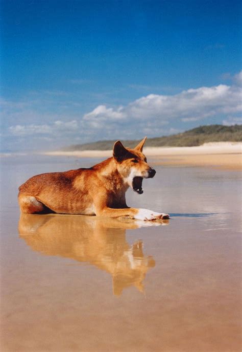 Dingo Yawning On Fraser Island Queensland Australia Fraserisland