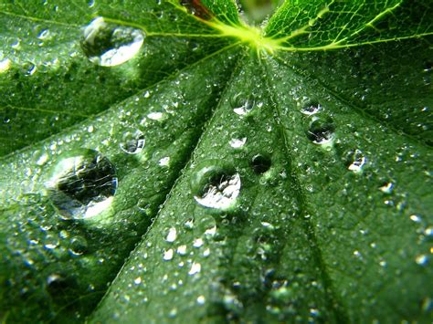 Shallow Photography Of A Wet Leaf Hd Wallpaper Wallpaper Flare
