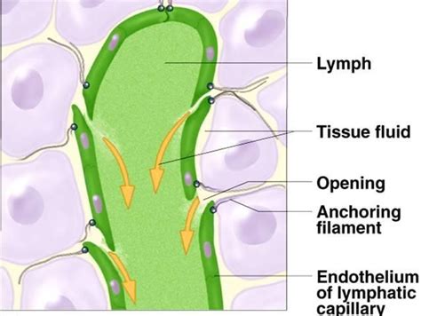 Pin By Allyson Chong On Health Mld Lymphedema Treatment