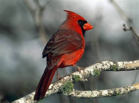 Pin On Cardinals