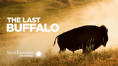 Watch The Last Buffalo Stream Now On Cbs All Access