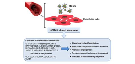 The Role Of Endothelial Cell Derived Hcmv Secretome In Accelerating