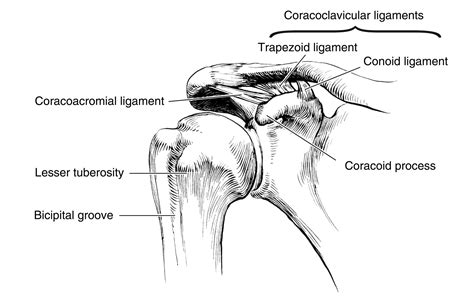 Shoulder anatomy is a remarkable combination of strong bones, flexible ligaments and tendons, and reinforcing cartilage and muscles. conoid coracoclavicular ligament - Google Search | Human ...