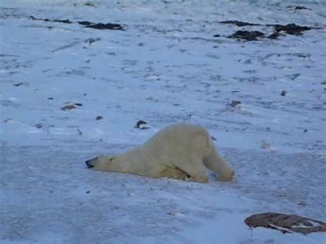 More images for baby polar bear sliding » Polar Bear Sliding - YouTube