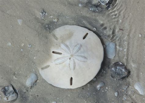 Which Sand Dollars Are Safe To Take Home