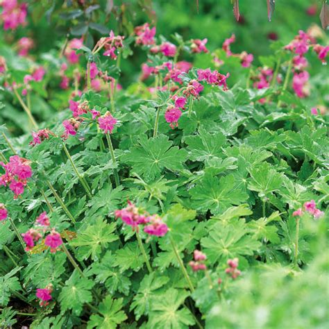 The 17 Best Perennials For Shade Gardens That Overflow With Color