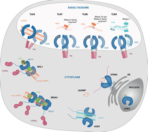 Overview Of Nucleic Acid Recognition By Tlrs Rlrs And Cgas‐sting A