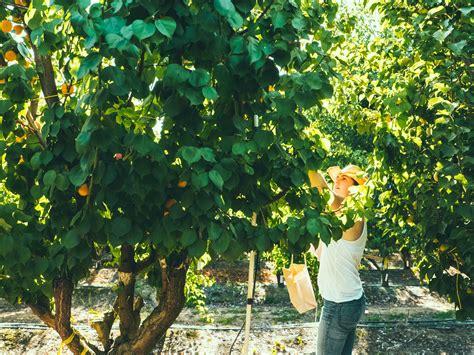 Our Essential Guide To Pruning Fruit Trees Sunset