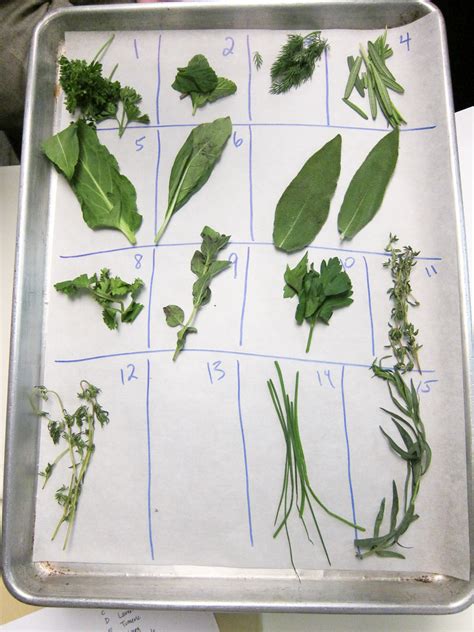 Herb Identification We Started Tonights Class Herbs Sp Flickr