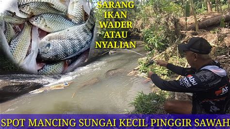 MANCING DI SUNGAI KECIL PINGGIR SAWAH DAPAT BANYAK IKAN WADER ATAU