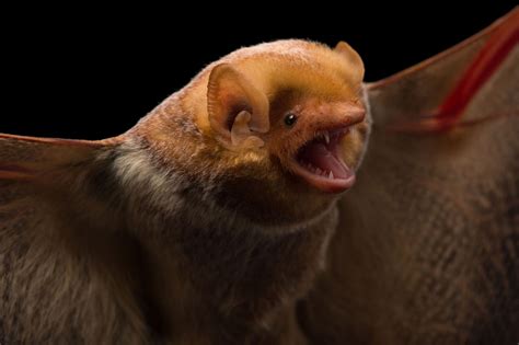 Picture Of A Female Eastern Red Bat Lasiurus Borealis In Florida