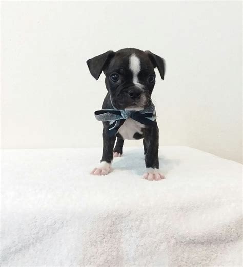 Search for a puppy or dog. Boston Terrier Puppies For Sale | San Antonio, TX #306528