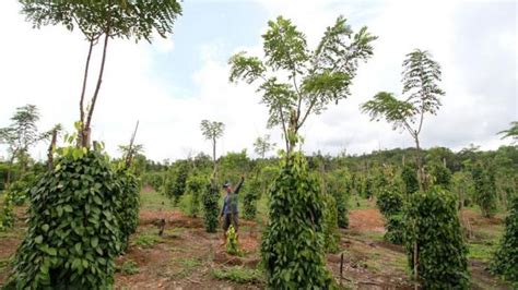 Pohon Gamal Untuk Lada Pohonku