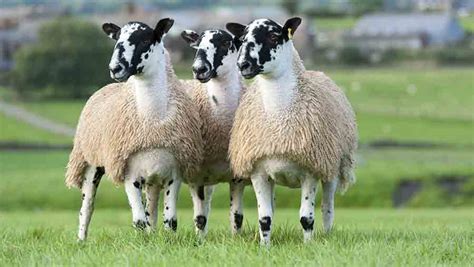 Mule sheep groups to unite in effort to promote breed - Farmers Weekly