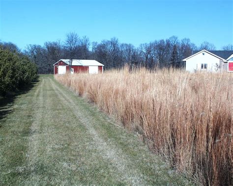 Consider these varieties of both before doing your next landscaping makeover. Prairie Grass Windbreak | Landscape design, Windbreak ...