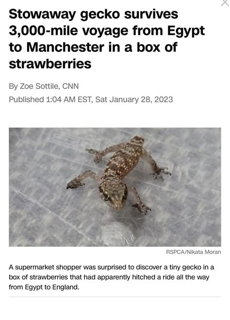 Stowaway Gecko Survives 3000 Mile Voyage From Egypt To Manchester In A Box Of Strawberries R