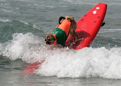 Funny Surfing Dogs On The Wave Surfing Dog Hacks Funny Dogs