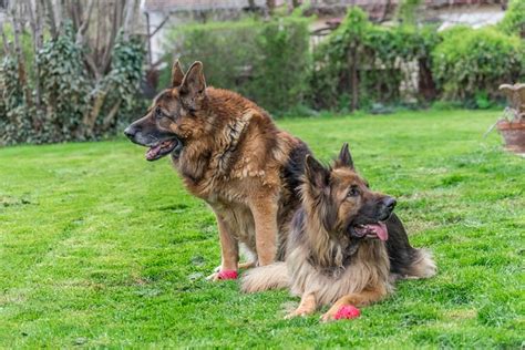 Dogs German Shepherd Canine Free Photo On Pixabay Pixabay