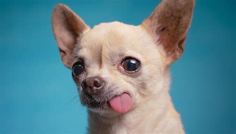 7 Cosas Que Debes Saber Antes De Adoptar Un Perro Chihuahua