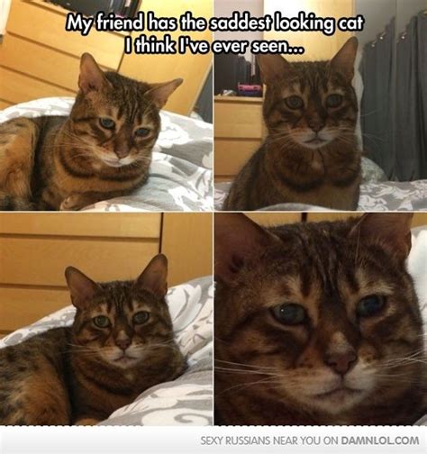 Sad Cat Can Be Meme
