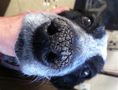 Get Dry Cracked Dog Nose Treatment