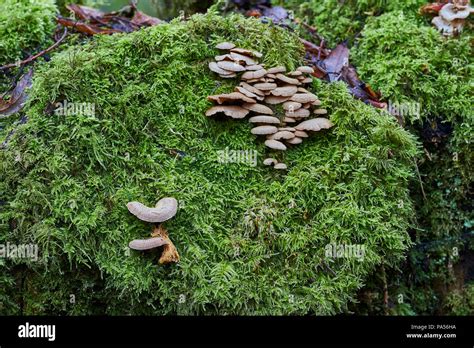 How Do Wild Mushrooms Grow All Mushroom Info