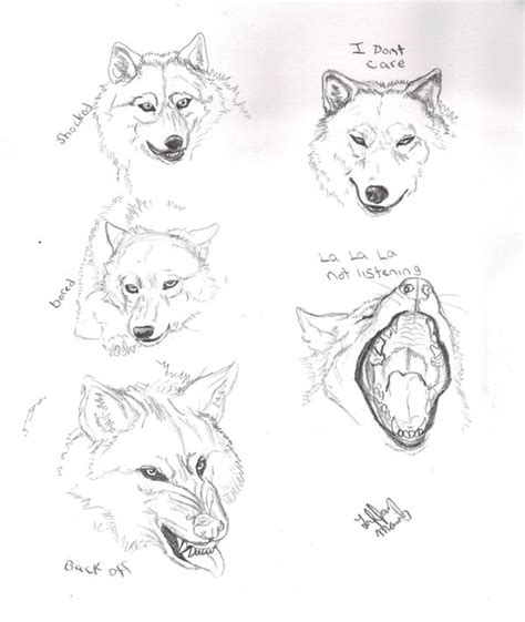Wolf Expressions By Tiffawolf On Deviantart