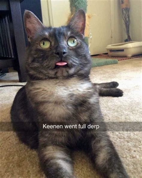 Blep Cat Mlem Cat Memes Funny Animals Funny Cat Pictures