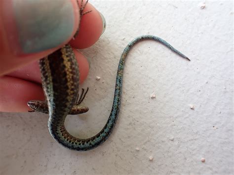 Second Blue Tailed Skink Release Looks Positive Christmas Island