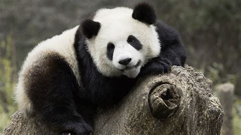 Osos Panda Se Sienten Como En Casa En El Zoológico De Copenhague Cgtn