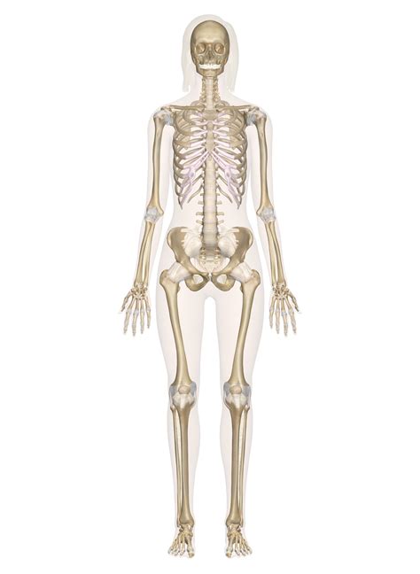 skeletal system labeled diagrams   human skeleton