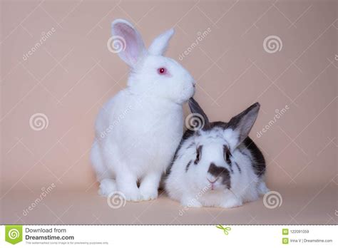 Adorable Baby Bunnies On A Solid Pink Background Stock