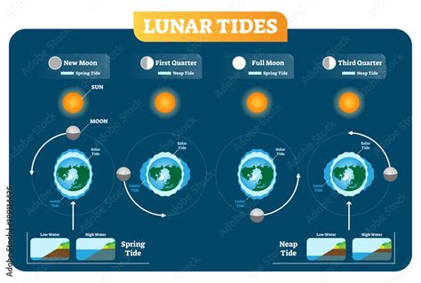 Lunar And Solar Tides Vector Illustration Diagram Poster Spring And