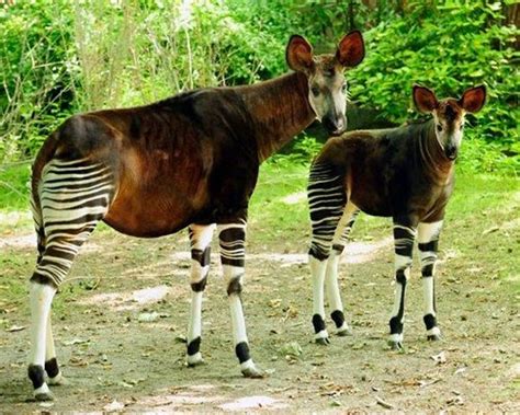 12 Animals Mistaken For Mythical Creatures Rainforest