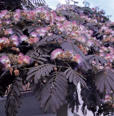 We did not find results for: Eggeth Home Reference | Mimosa tree, Silk tree, Flowering ...