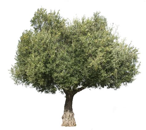 0 Result Images Of Olive Tree Top View Png Png Image Collection