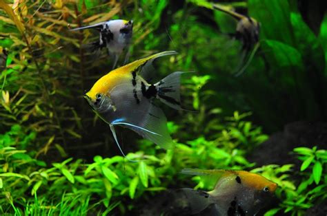 12 Popular Types Of Angelfish Freshwater Angelfish Species Guide