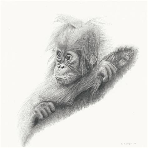 Orangutan Sketch At Explore Collection Of Orangutan Sketch