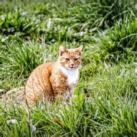 The tumors are not very likely to come back after surgery. Gastric or intestinal tumors in cats: causes and treatment ...