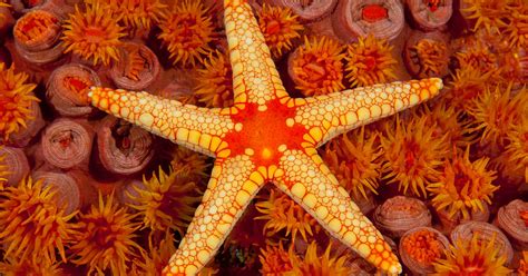 15 Cool Facts About Starfish