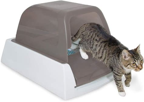 Top 10 Best Automatic Litter Box For Large Cats Chose The Best