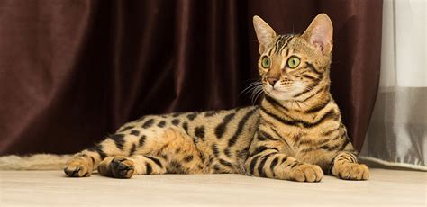 Check spelling or type a new query. Bengal: A Guide to This Active & Smart Cat Breed