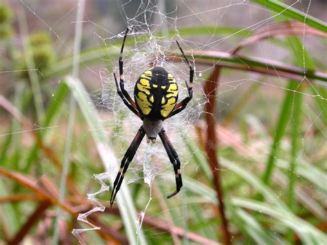 Like all spiders, they have a cephalothorax, abdomen, eight legs, fangs, and a silk spinner. Yellow Garden Spider | The Life of Animals