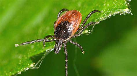 Rare Tick Borne Disease Appears In Onondaga And Oswego Counties 570 Wsyr
