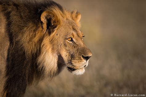 Male Lion - Burrard-Lucas Photography