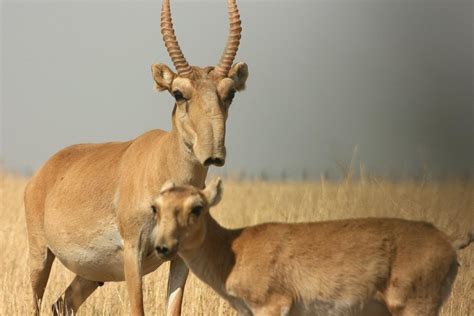 Saiga Antelope Facts Habitat Extinction Life Cycle Baby Pictures